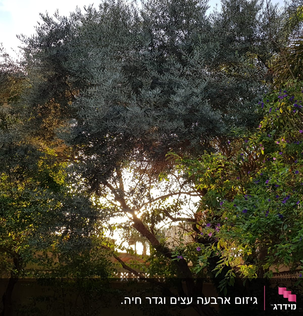 עצים ושיחים עם פרחים בגינה פרטית